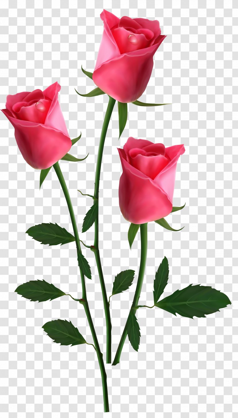 Pink Flowers Rose - Plant - Beautiful Transparent Roses Clipart Picture Transparent PNG