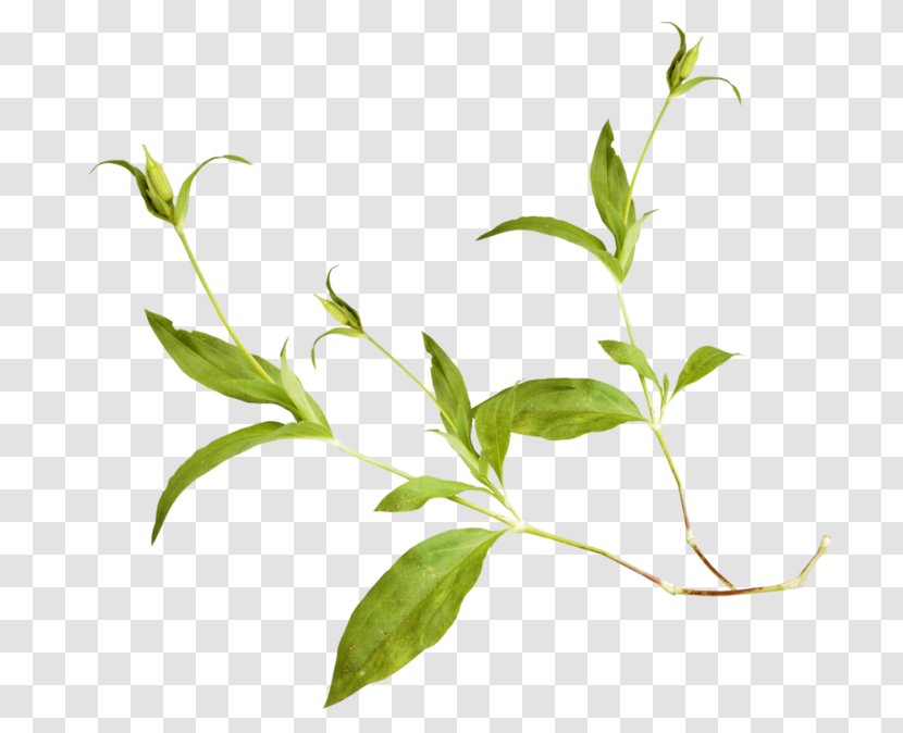 Leaf Clip Art - Plant Stem Transparent PNG