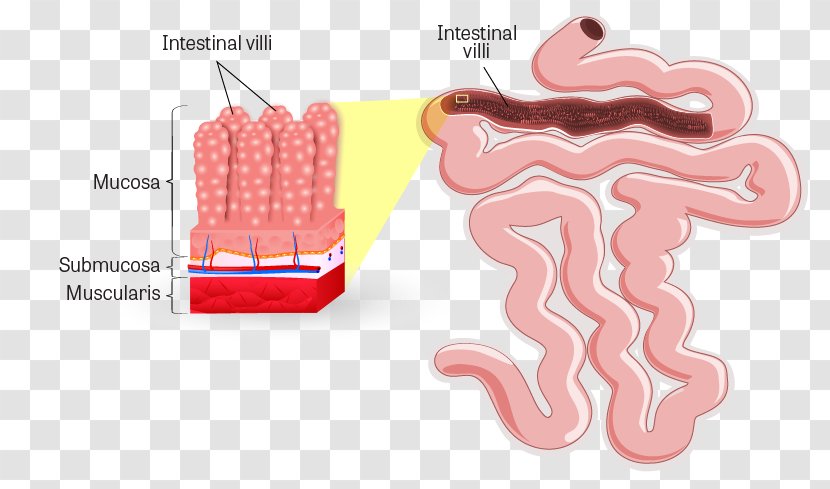 Intestinal Villus Small Intestine Lumen Gastrointestinal Tract Large - Heart Transparent PNG