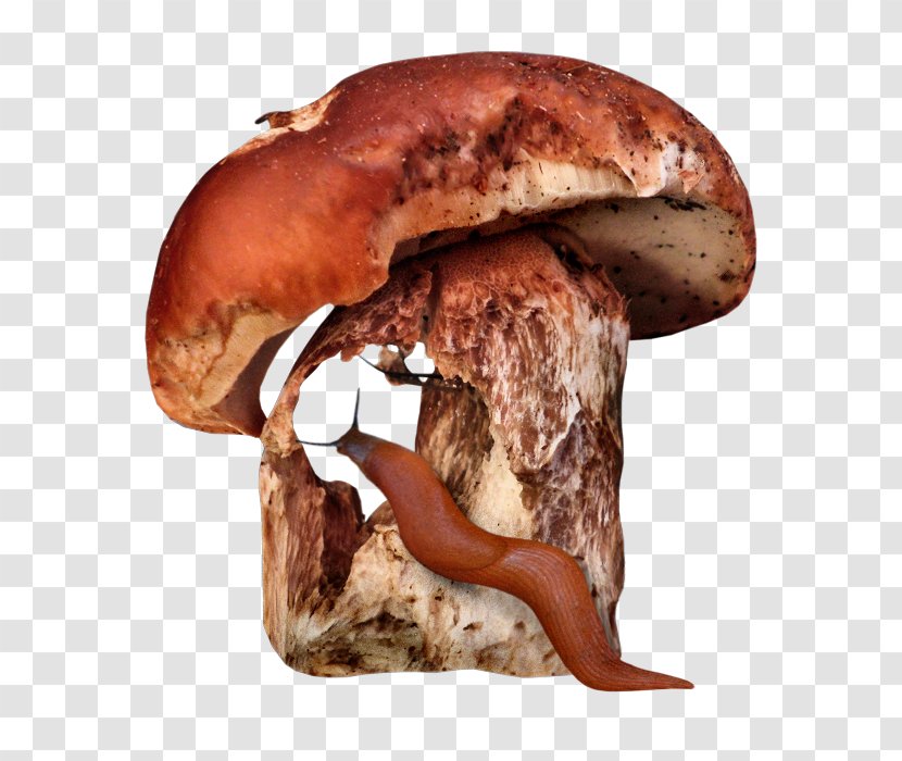 Shiitake Mushroom Download Transparent PNG