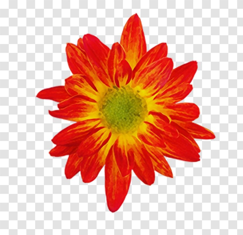 Flowers Background - Asterales - Perennial Plant Transparent PNG