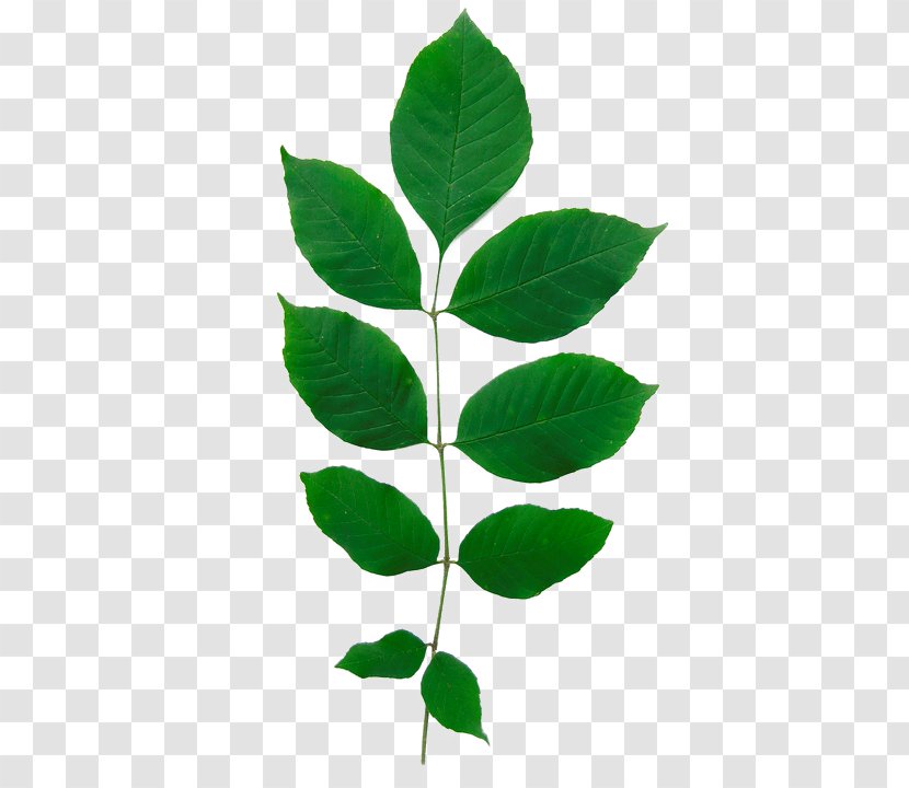 Fraxinus Americana Green Ash Emerald Borer Leaf Tree - Growth Park Transparent PNG