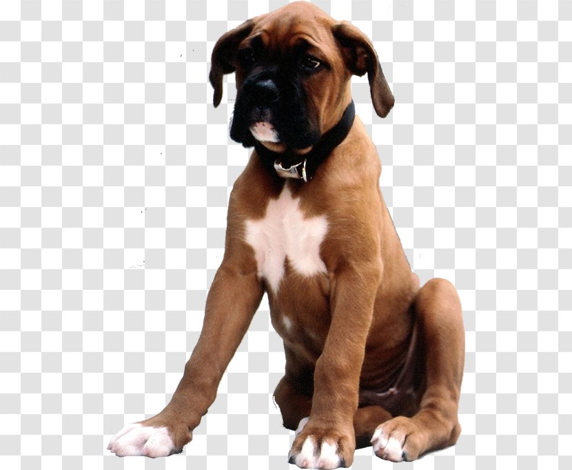 Boxer Dog Breed Valley Bulldog Puppy Companion - Food Transparent PNG
