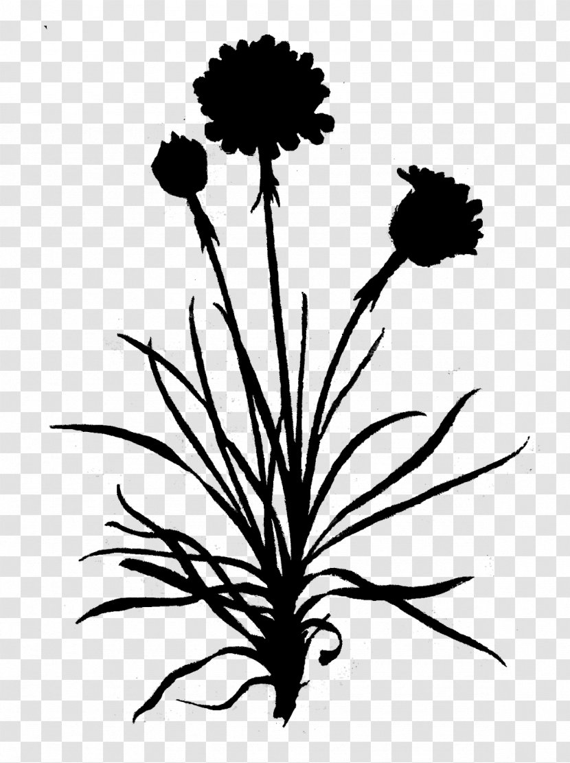 Dandelion Clip Art Leaf Floral Design - Plants - Wildflower Transparent PNG