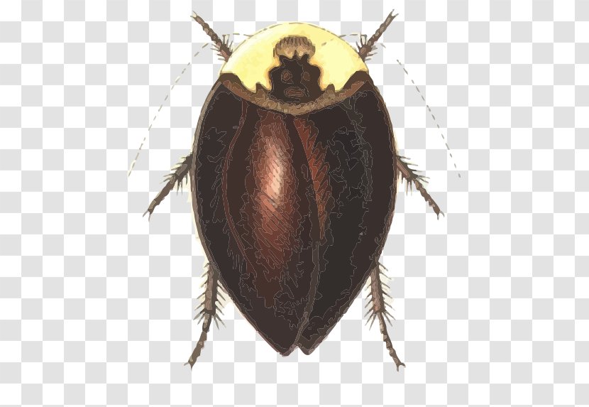 Cockroach Dung Beetle Dictyoptera Pterygota Phasmids Transparent PNG