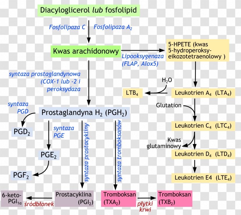 Eicosanoid Leukotriene Arachidonic Acid Phospholipase A2 Prostaglandin - Essential Fatty - Preimplantation Genetic Diagnosis Transparent PNG