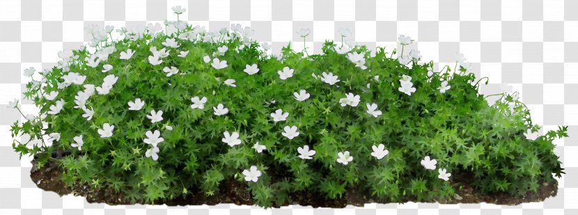 Flower Plant Green Shrub Grass - Flowering Groundcover Transparent PNG
