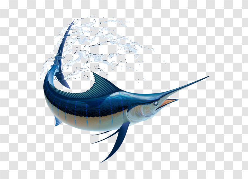 Marlin Fishing Atlantic Blue Billfish Vector Graphics White - Shark - Orca Underwater Fishes Transparent PNG