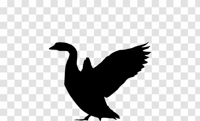 Duck Goose Vulture Fauna Feather - Wing - Beak Transparent PNG