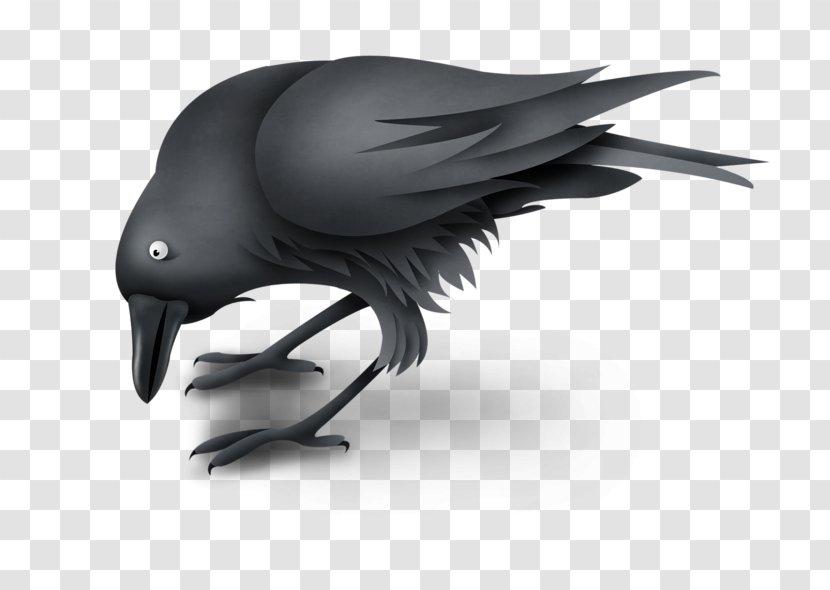 American Crow Raven Image - Bird Transparent PNG