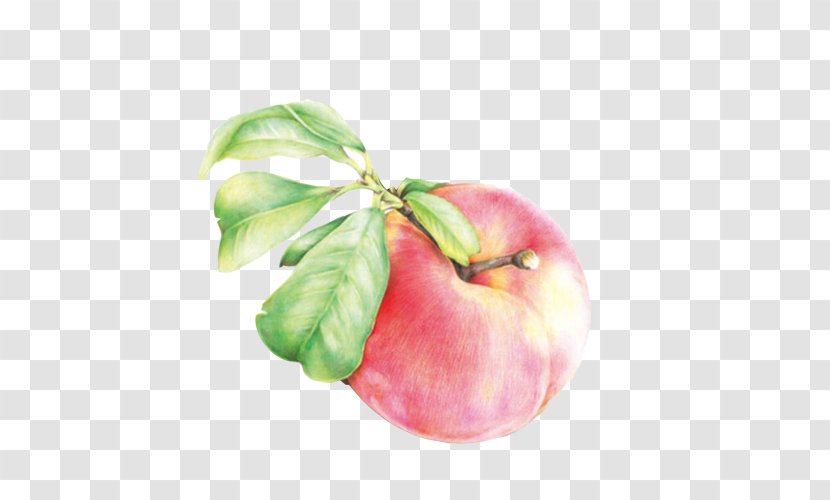 Peach Painting - Watercolor - Peaches Hand Material Picture Transparent PNG
