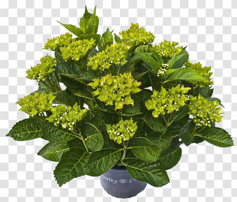 Plant Hydrangea Flower - Hortensia Transparent PNG