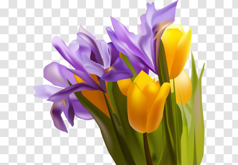 Yellow Tulip - Purple - Tulips Transparent PNG