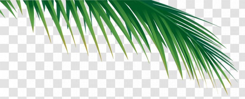 Palm Branch Arecaceae Palm-leaf Manuscript Frond - Sunday - Leaf Transparent PNG