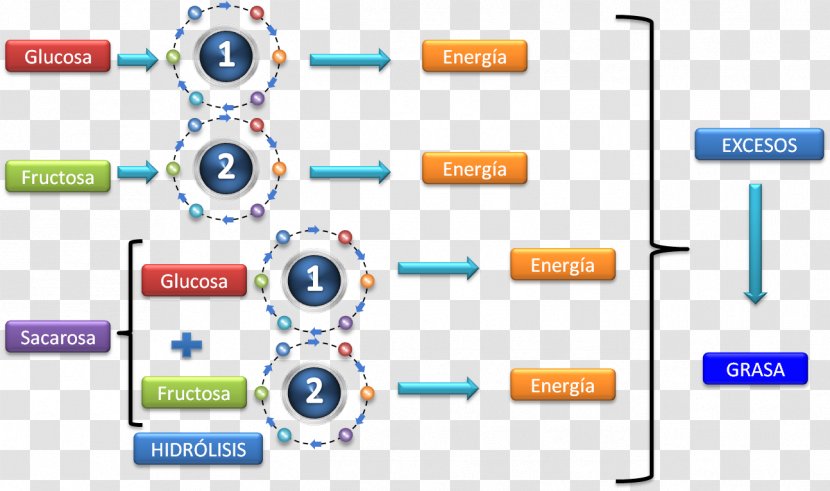 Metabolic Pathway Carbohydrate Metabolism Sugar - Fat Transparent PNG