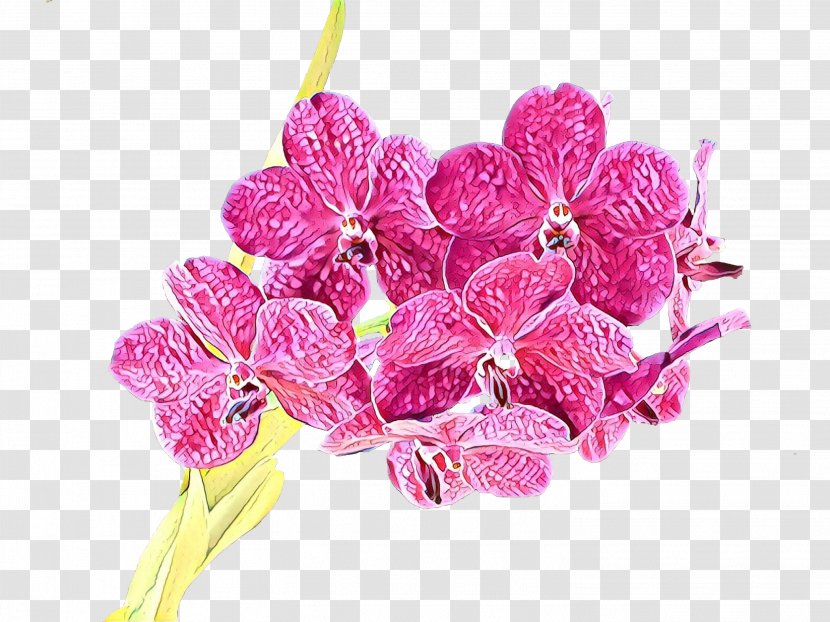 Flower Pink Cut Flowers Plant Flowering - Moth Orchid - Anthurium Transparent PNG