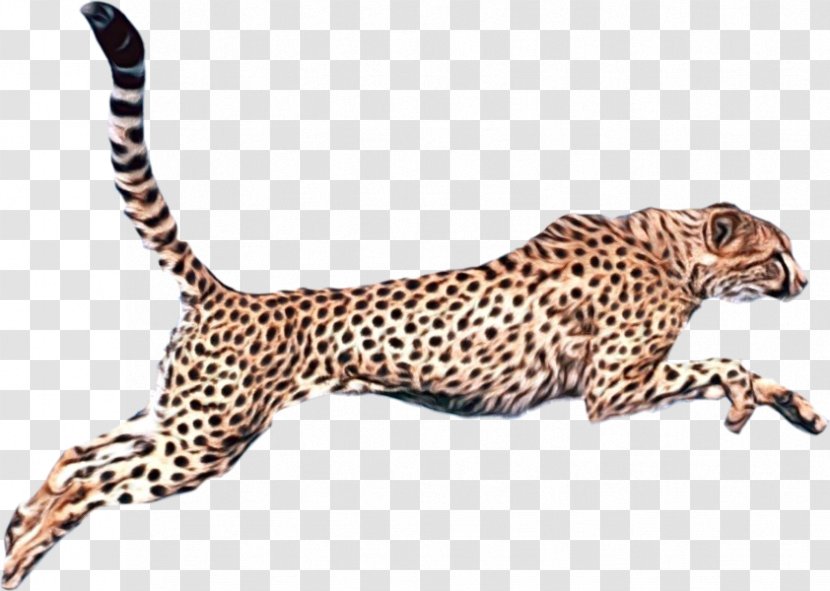 Terrestrial Animal Figure Wildlife Cheetah Small To Medium-sized Cats - Mediumsized - Jaguar African Leopard Transparent PNG