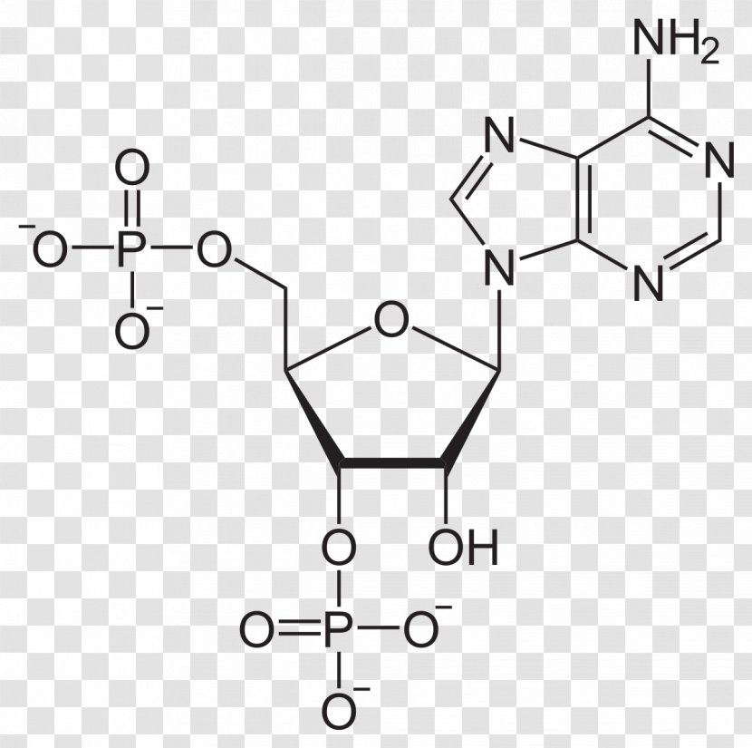 Adenosine Diphosphate Triphosphate Pyrophosphate Monophosphate - Tree - Heart Transparent PNG