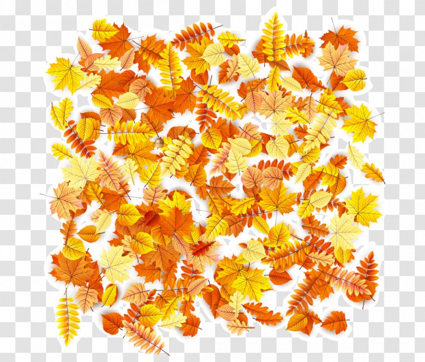 Red Maple Leaf Yellow Orange - Tree - Autumn Leaves Transparent PNG