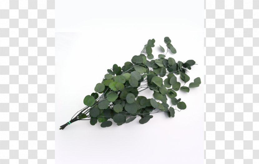 Leaf Plastic Tree Cottonwood - Plant Transparent PNG
