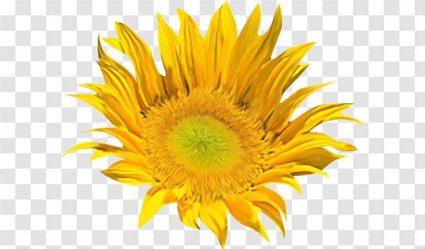 Common Sunflower Clip Art - Girasoles Transparent PNG