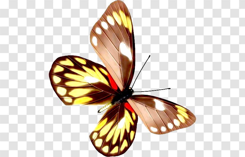 Butterfly Moth Euploea Core - Pollinator Transparent PNG