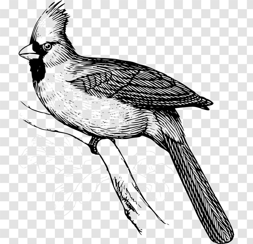 Bird Northern Cardinal Clip Art - Feather - Pheasant Transparent PNG
