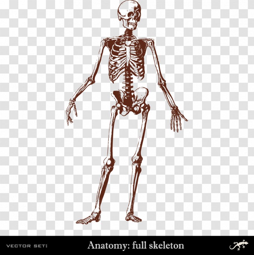 Human Skeleton Body Bone Anatomy - Cartoon Transparent PNG