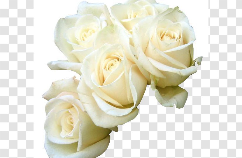 Rose White Flower Bouquet Green Wallpaper - Five Roses Beautiful Creative Transparent PNG