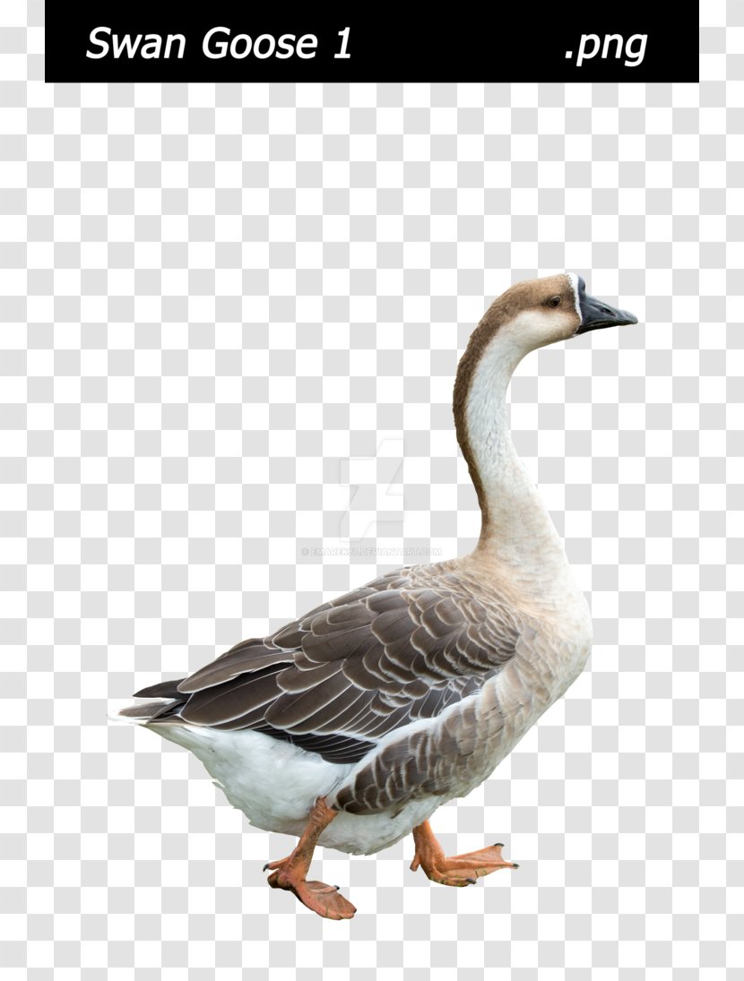 Swan Goose Bird Duck Mallard Transparent PNG