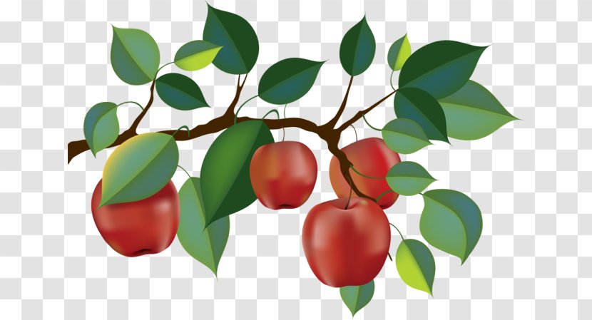 Apple Orchard Fruit Picking Branch Clip Art Transparent PNG