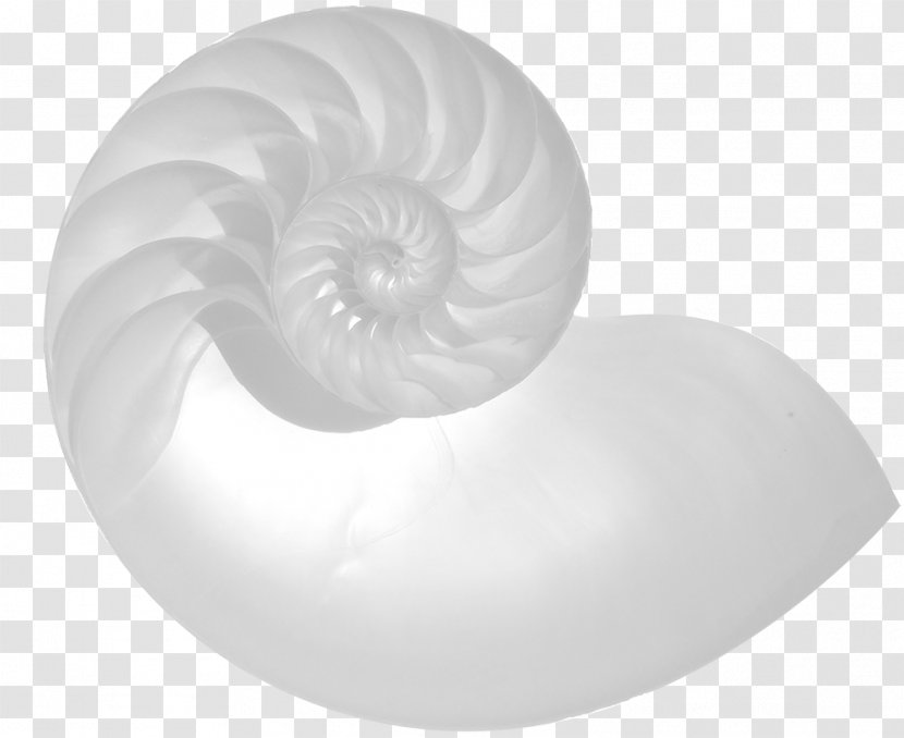 Circunstancias Encadenadas Nautiluses Fibonacci Number Adornment - Design Transparent PNG