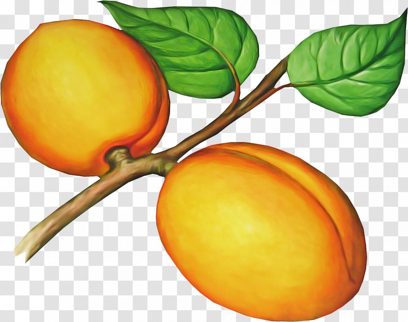 Orange - Yellow - Peach Tree Transparent PNG