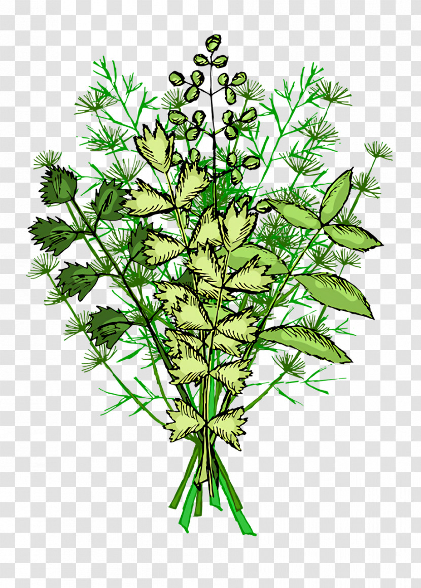 Plant Stem Herbal Medicine Herb Tree Plants Transparent PNG
