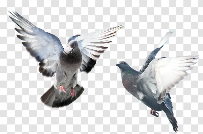 Domestic Pigeon Columbidae Bird Islam - Flyingsporting Pigeons Transparent PNG
