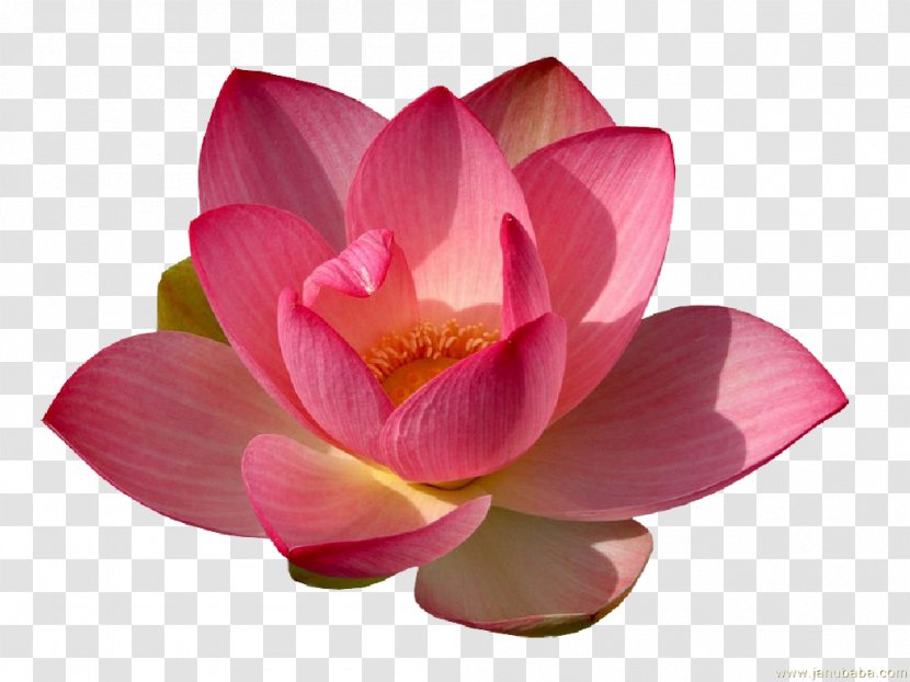 Sacred Lotus Clip Art Image Desktop Wallpaper - Family - Lily Transparent PNG