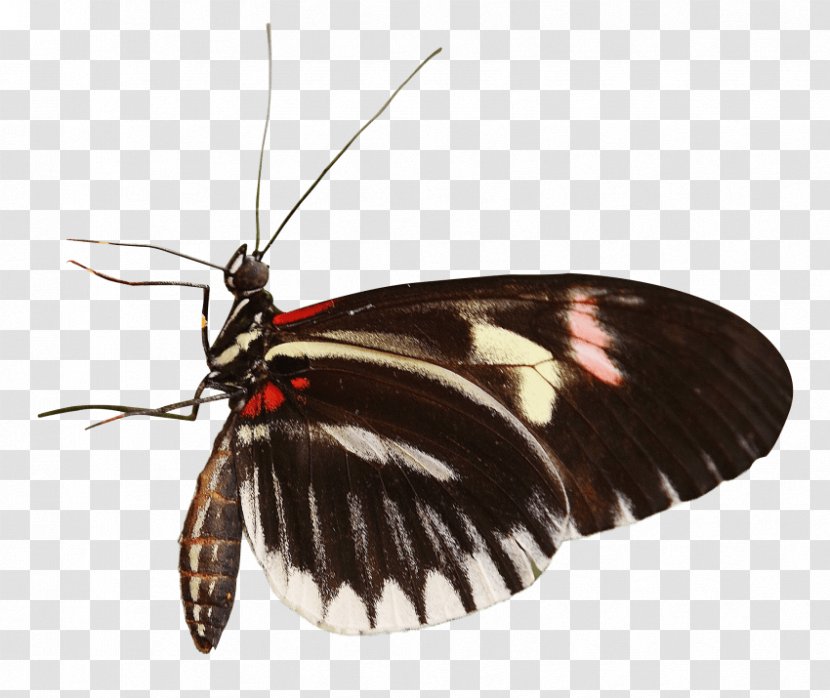 Brush-footed Butterflies Butterfly Moth Clip Art - Moths And Transparent PNG