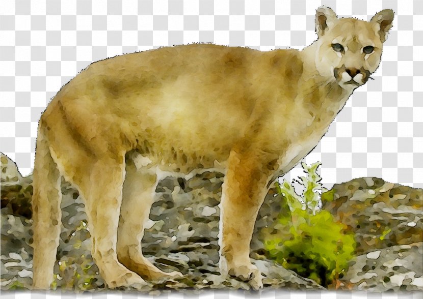 Lion Cougar Big Cat Terrestrial Animal - Mammal Transparent PNG
