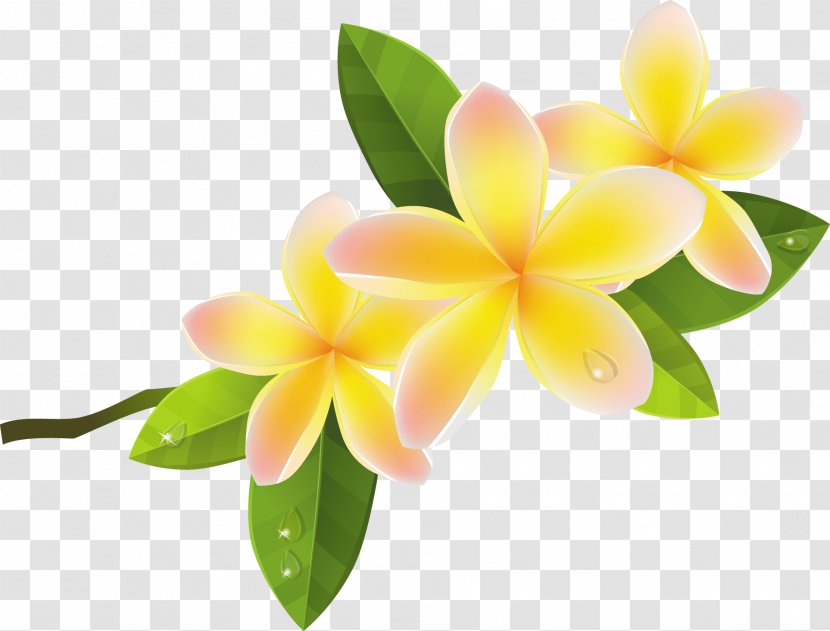 Frangipani Flower Clip Art - Floristry Transparent PNG