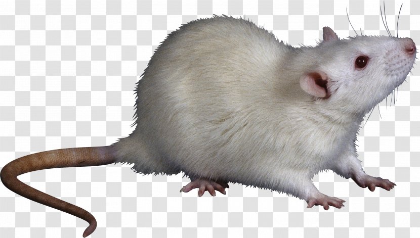 Rat Trap Mouse Rodent Cat - Pest Control Transparent PNG