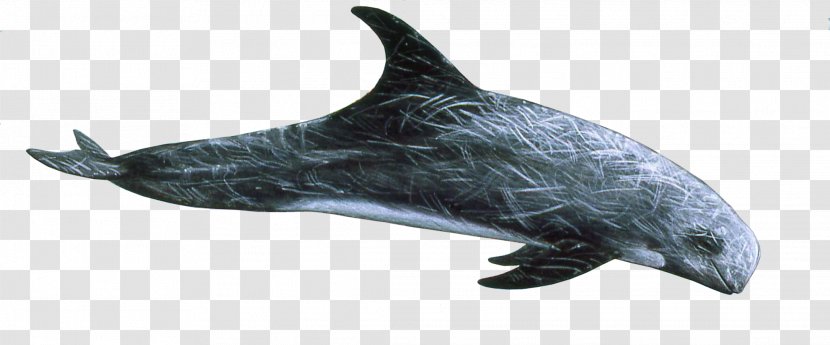 Rough-toothed Dolphin Spinner Striped Common Bottlenose - Whales Dolphins And Porpoises Transparent PNG