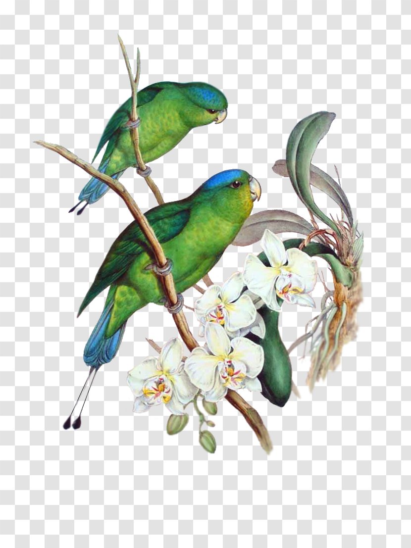 Blue-crowned Hanging Parrot Blue-headed Racket-tail Bird Transparent PNG