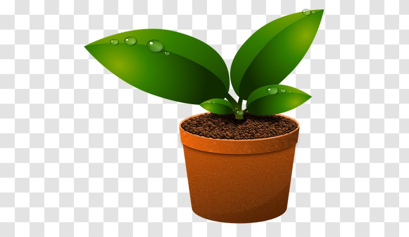 Green Leaf Background - Moth Orchid - Soil Transparent PNG