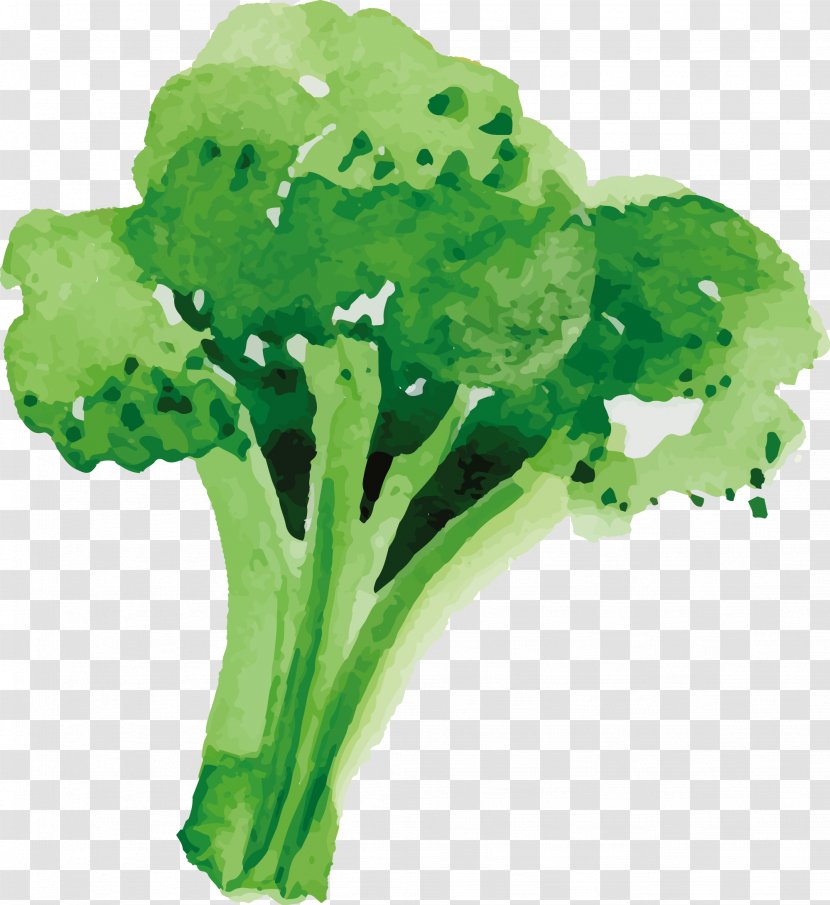 Broccoli Sunday Roast Vegetable Food - Cuisine - Hand Drawn Vector Transparent PNG