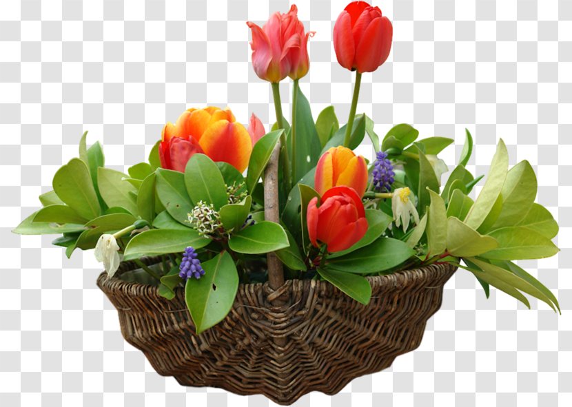 April Flower Photography May - Cut Flowers - Tulip Baskets Transparent PNG