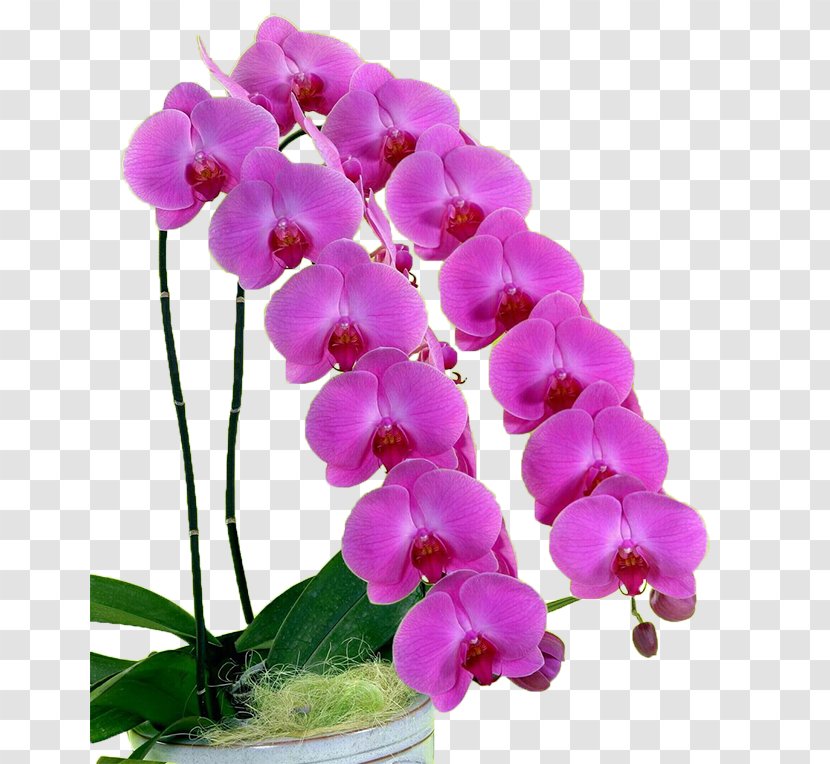 Moth Orchids Dendrobium - Petal Transparent PNG