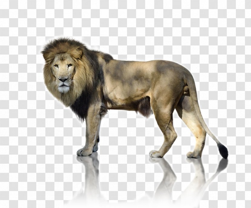 A Lion To Guard Us Stock Photography Royalty-free Image - Felidae - Human Peripheral Vision Transparent PNG