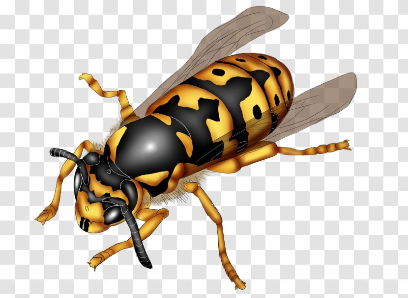 Hornet Bee Wasp Honeycomb Weevil - Flower Transparent PNG