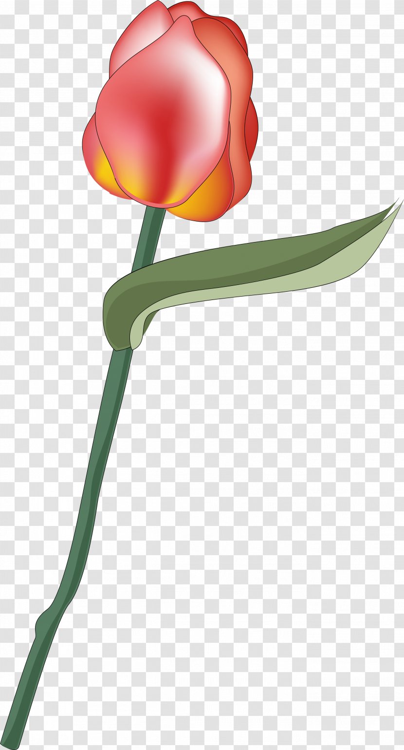 Flowering Plant Rosaceae Tulip Liliaceae - Flower Transparent PNG