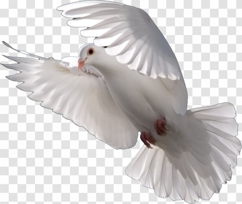 Pigeons And Doves Bird Psd Domestic Pigeon - Water Transparent PNG